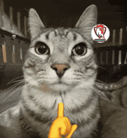 Kucing Lucu